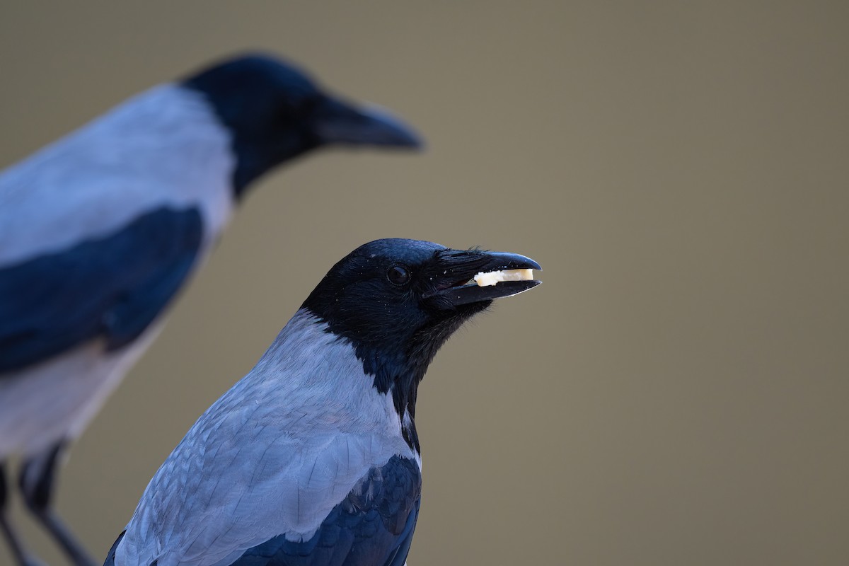 עורב אפור - ML646587812