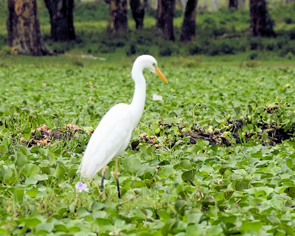 Airone bianco intermedio - ML646587813