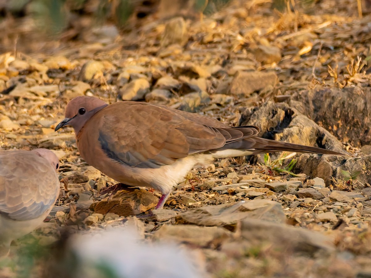 palmedue - ML646587823