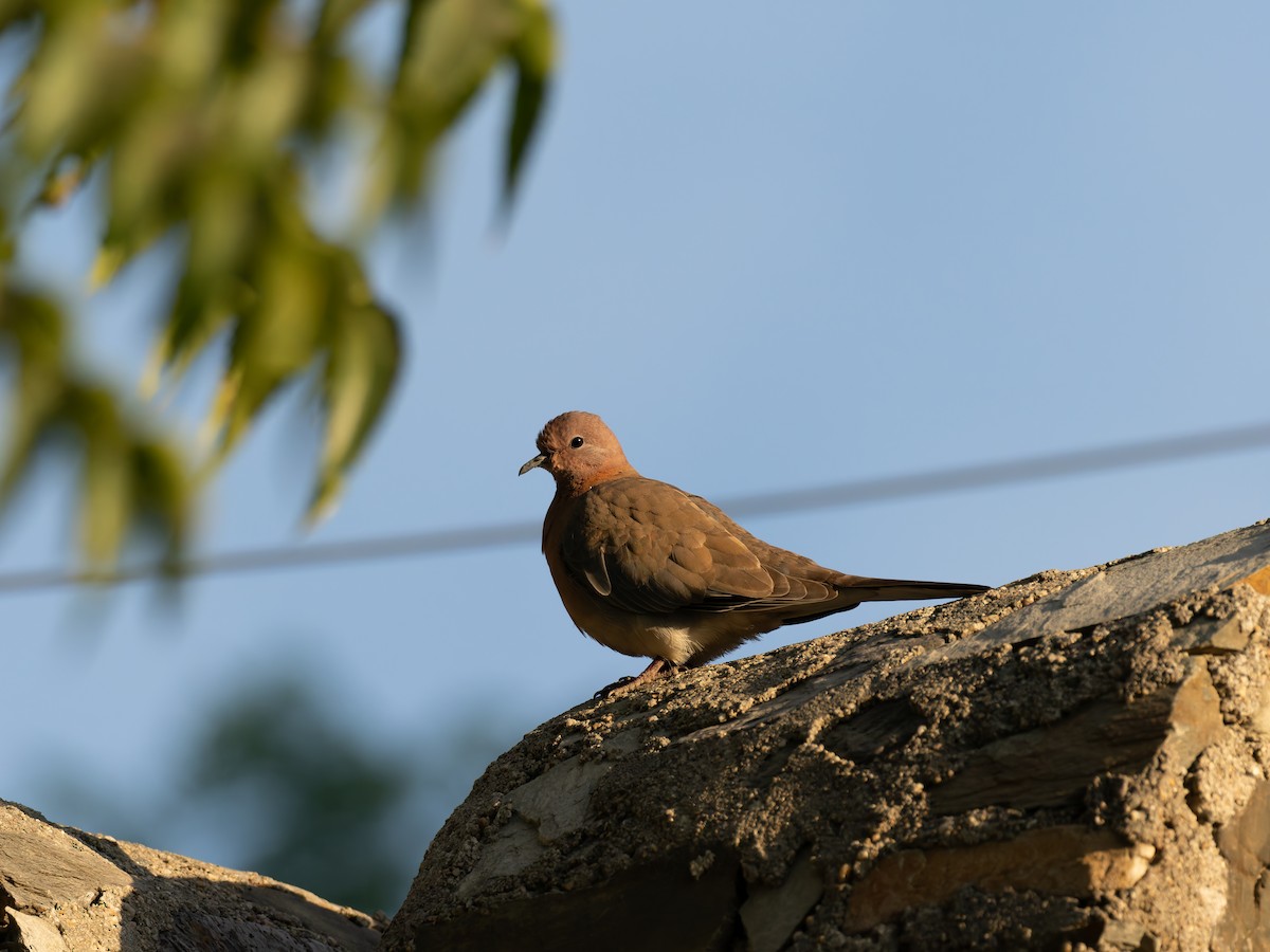 palmedue - ML646587824