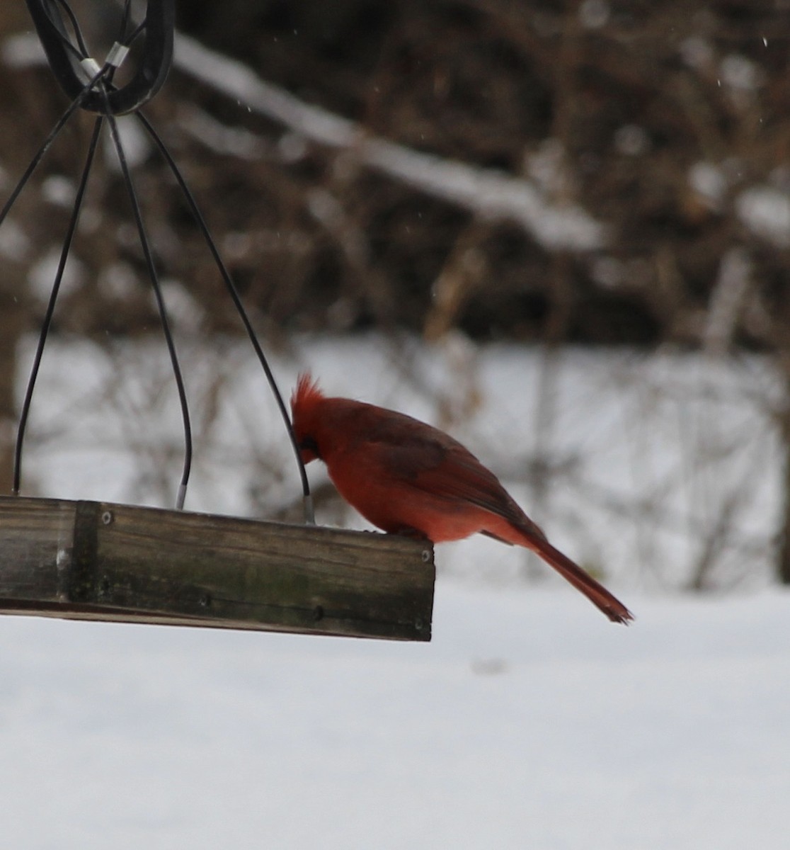 Northern Cardinal - ML646587826