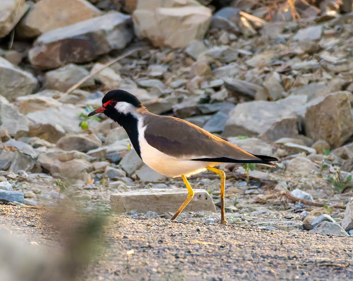 brillevipe - ML646587832