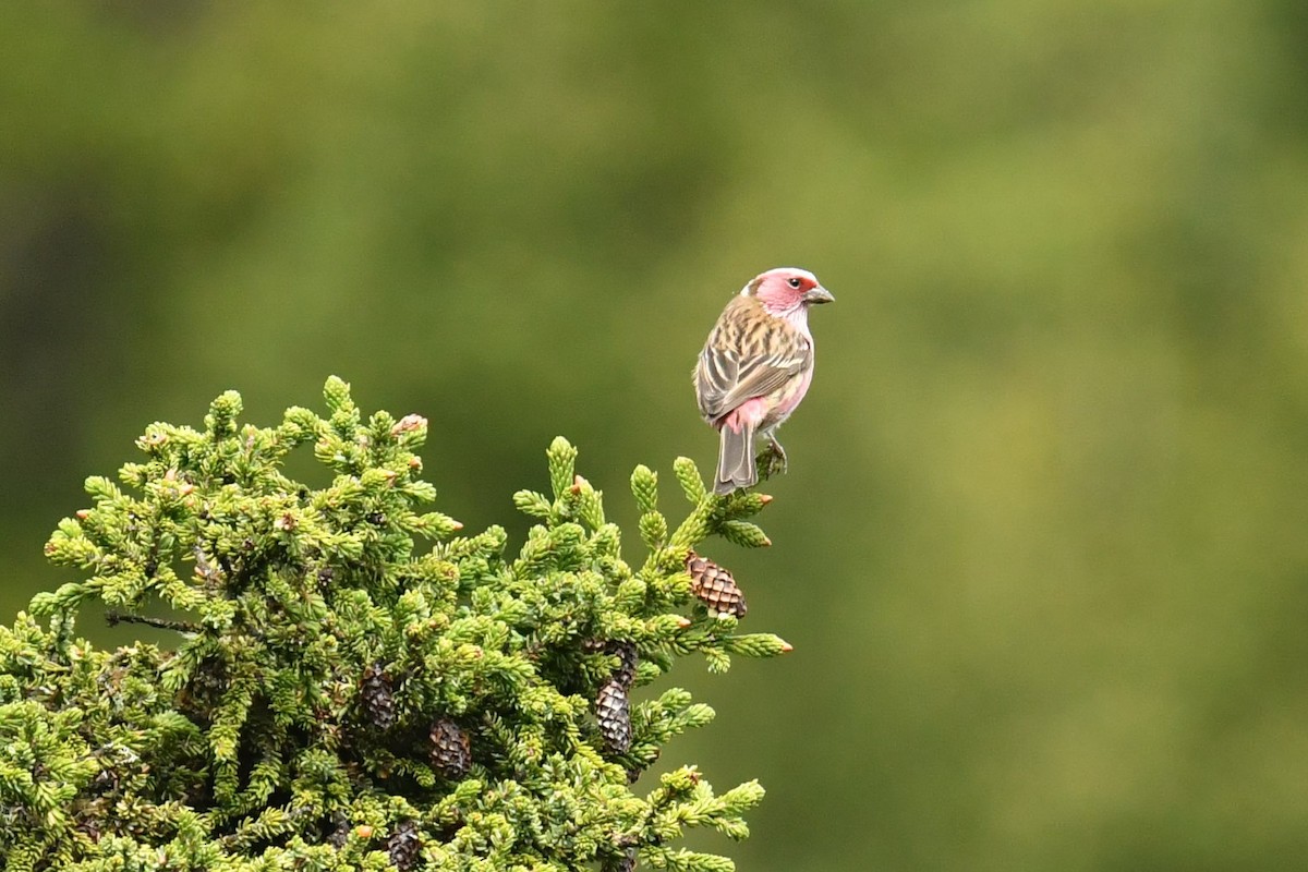 Chinese White-browed Rosefinch - ML646587842