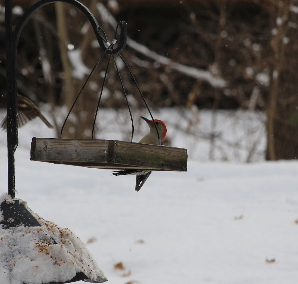 Red-bellied Woodpecker - ML646587843