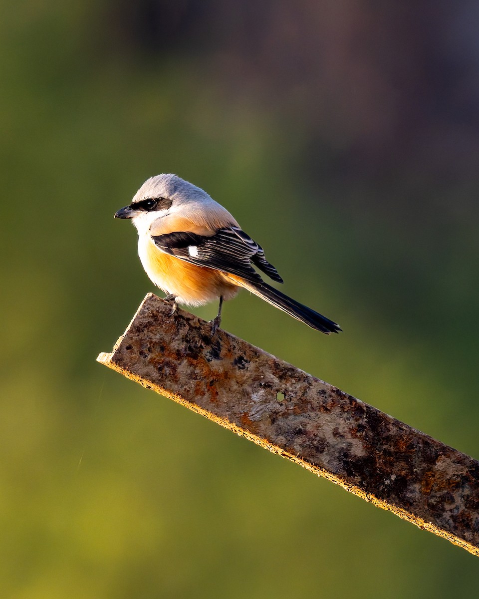 rustvarsler - ML646587845