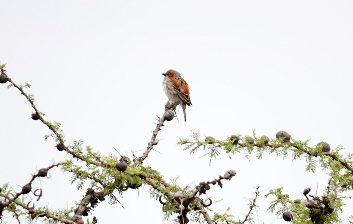 Kenya Rufous Sparrow - ML646587846