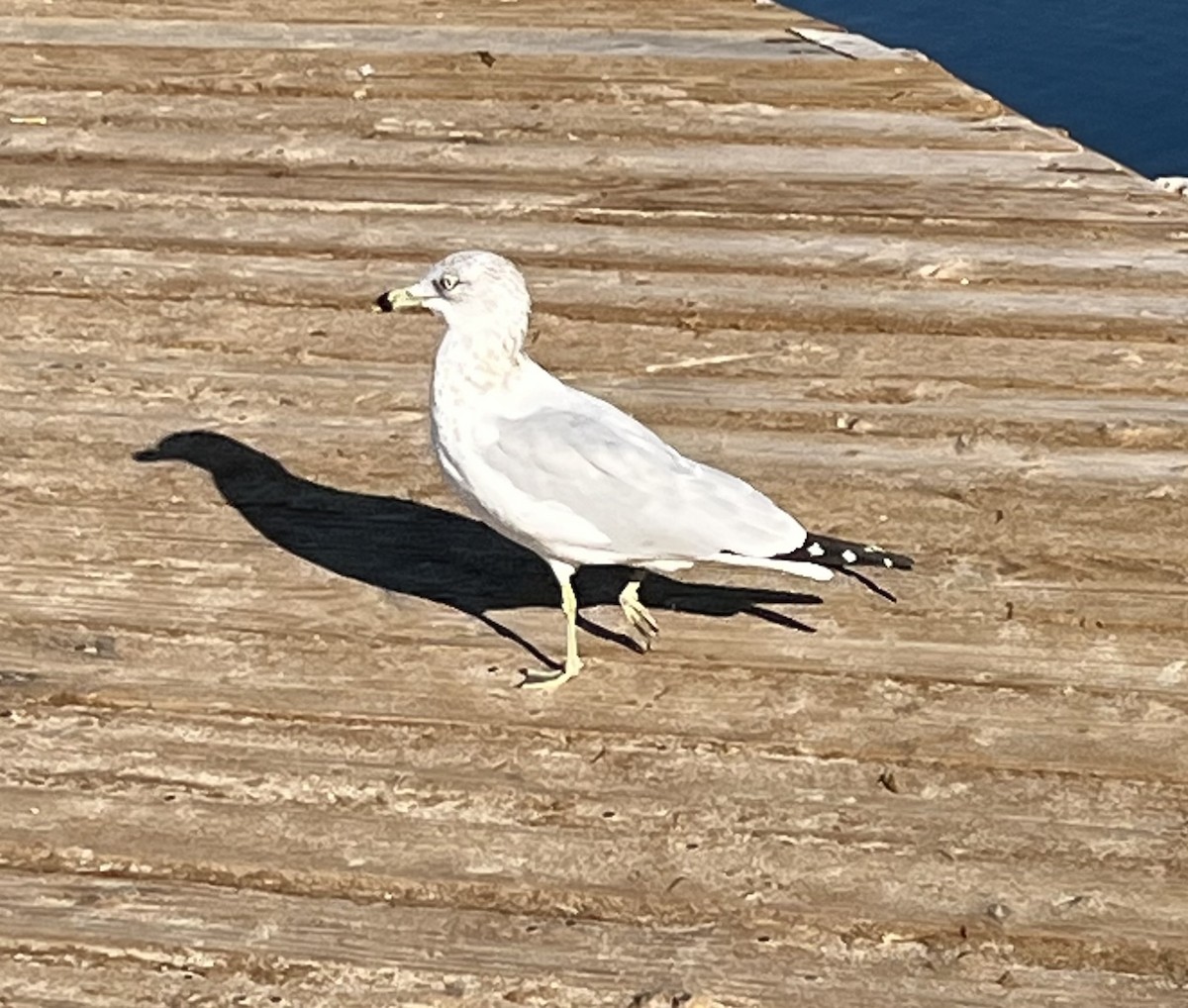 Ring-billed Gull - ML646587847