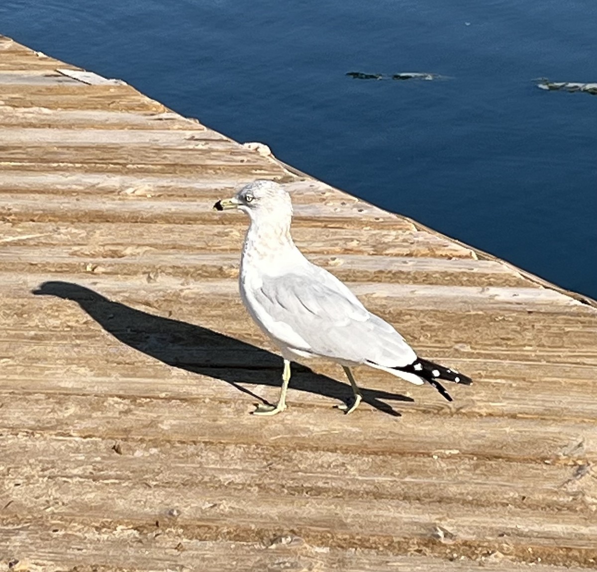 Ring-billed Gull - ML646587848