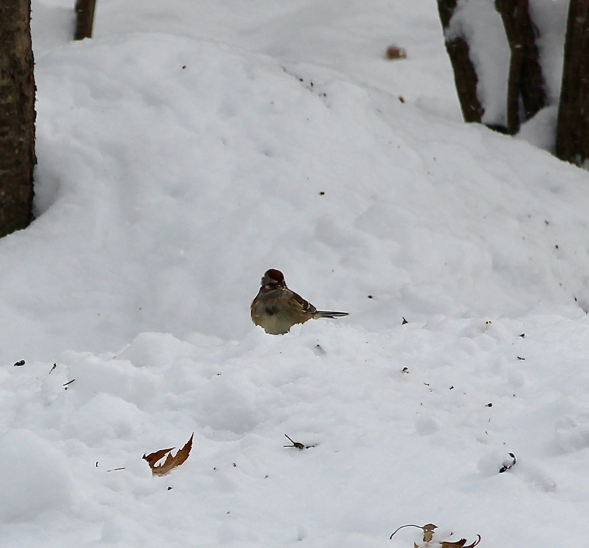 American Tree Sparrow - ML646587849