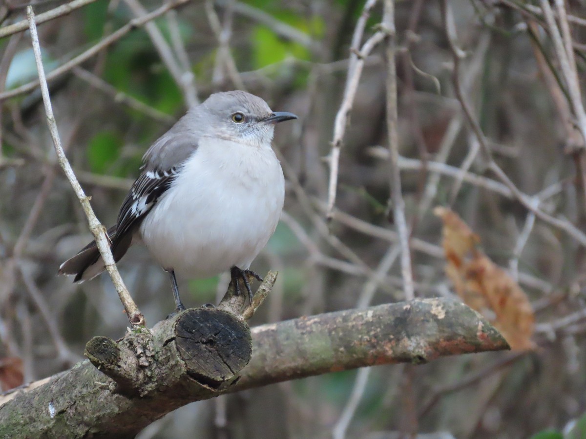 Northern Mockingbird - ML646587850