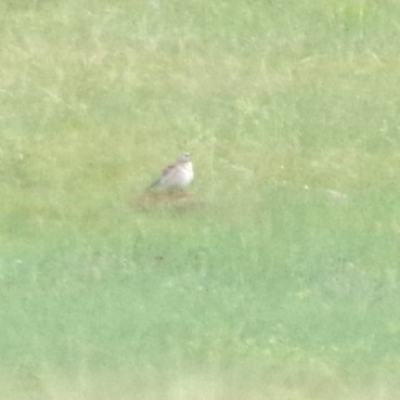 kulík pastvinný - ML646587851