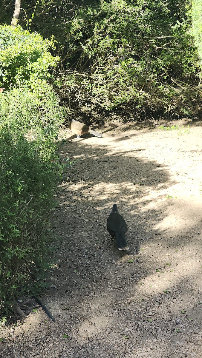 Braunflügelguan - ML646587852