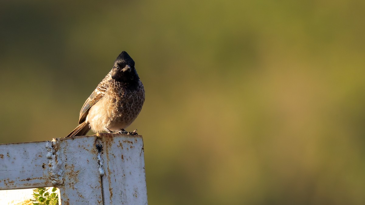 rødgumpbylbyl - ML646587853