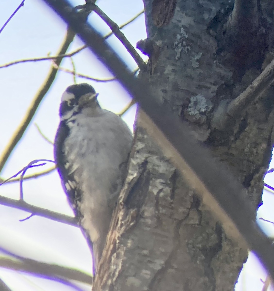 hårspett (villosus gr.) - ML646587855