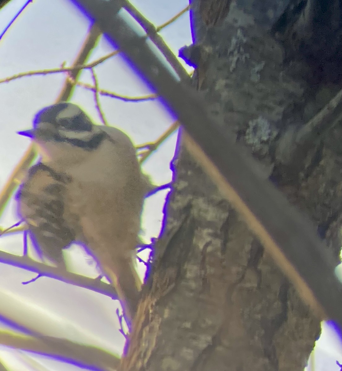 hårspett (villosus gr.) - ML646587856