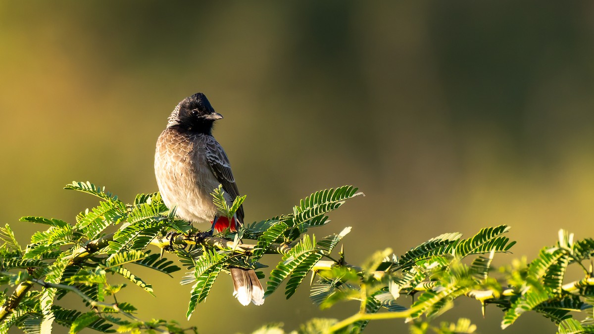 rødgumpbylbyl - ML646587857