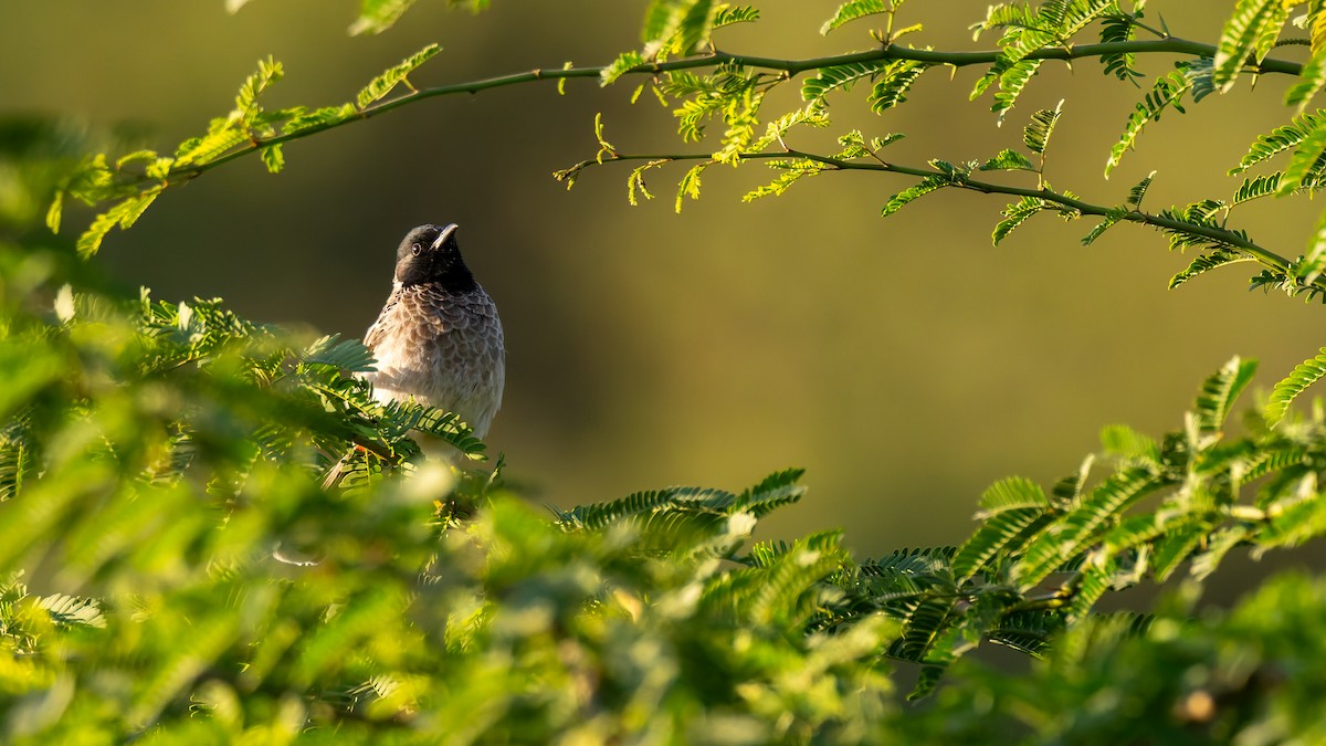 rødgumpbylbyl - ML646587858