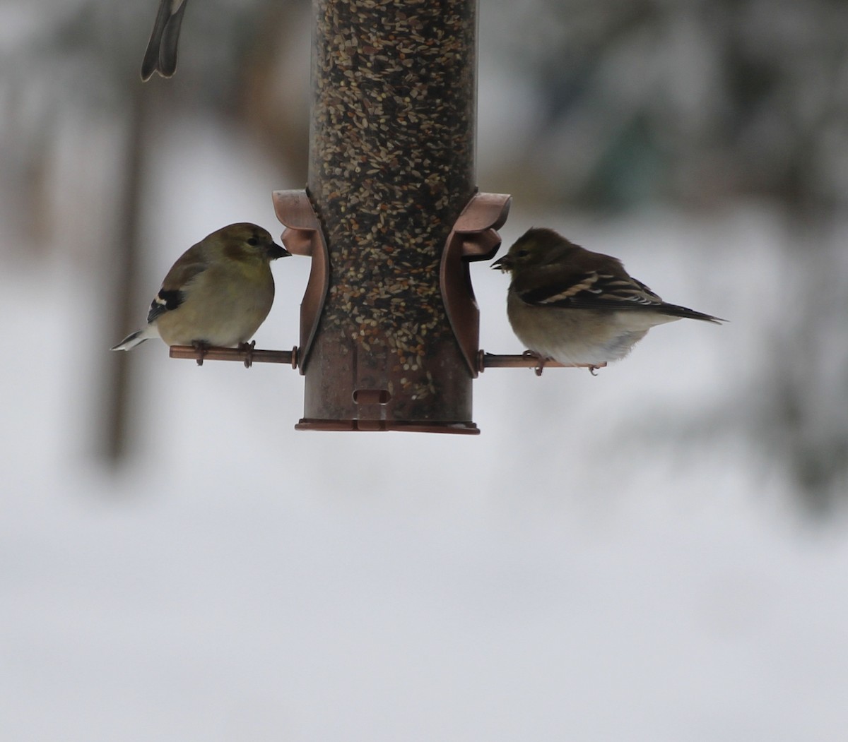 American Goldfinch - ML646587859
