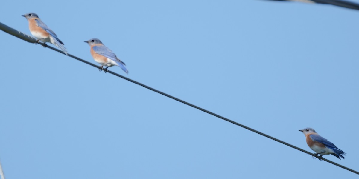 salašník modrý - ML646587860