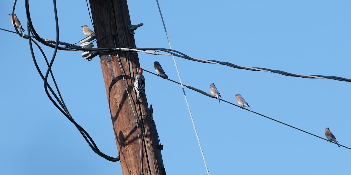 salašník modrý - ML646587861