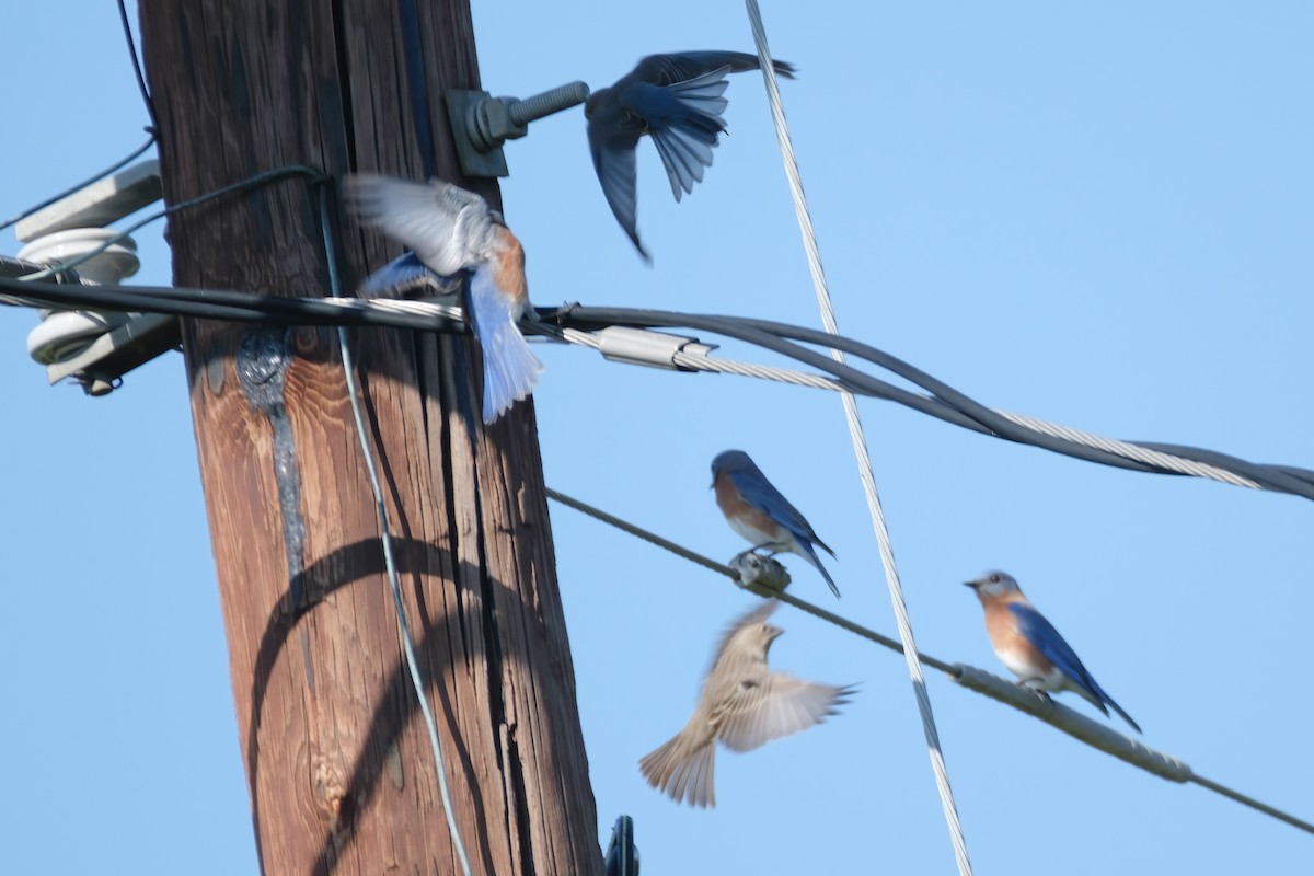 salašník modrý - ML646587862