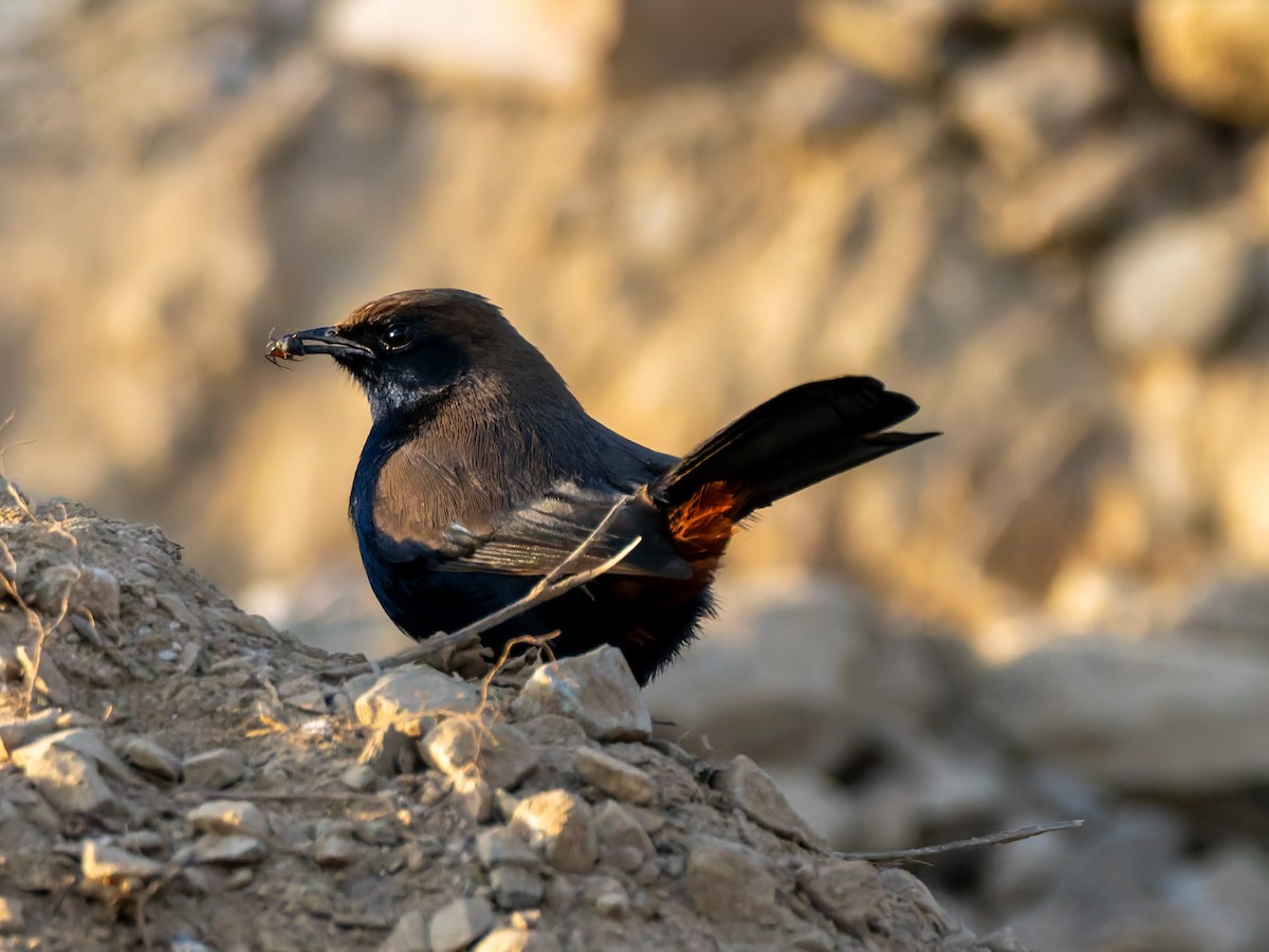 hinduskvett - ML646587863