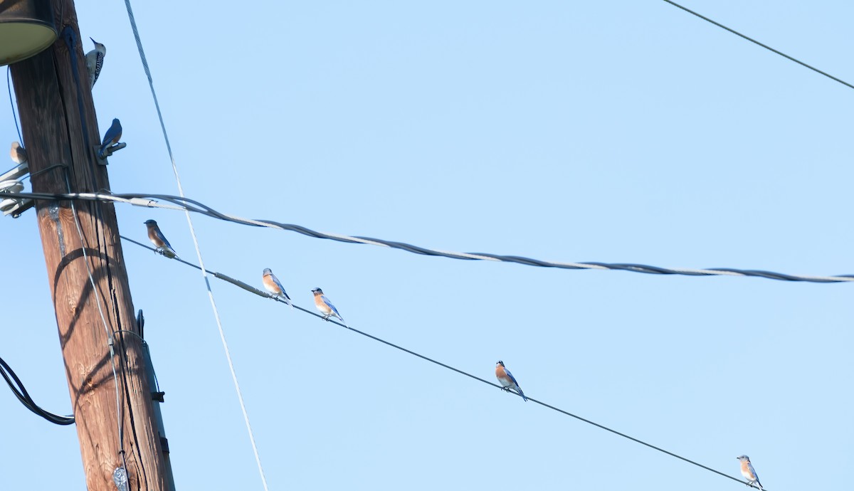 salašník modrý - ML646587864