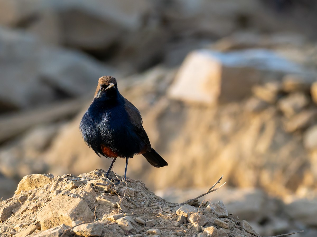 hinduskvett - ML646587865