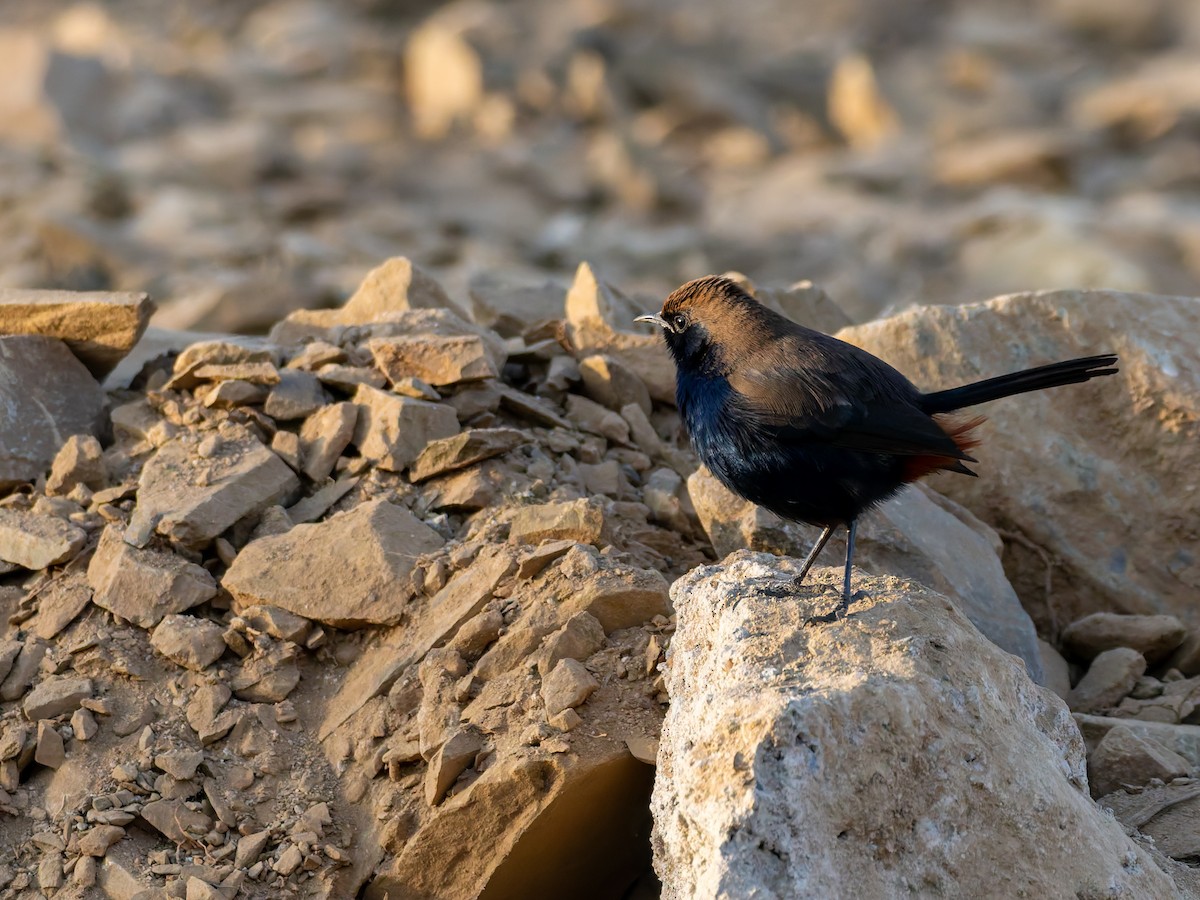 hinduskvett - ML646587866