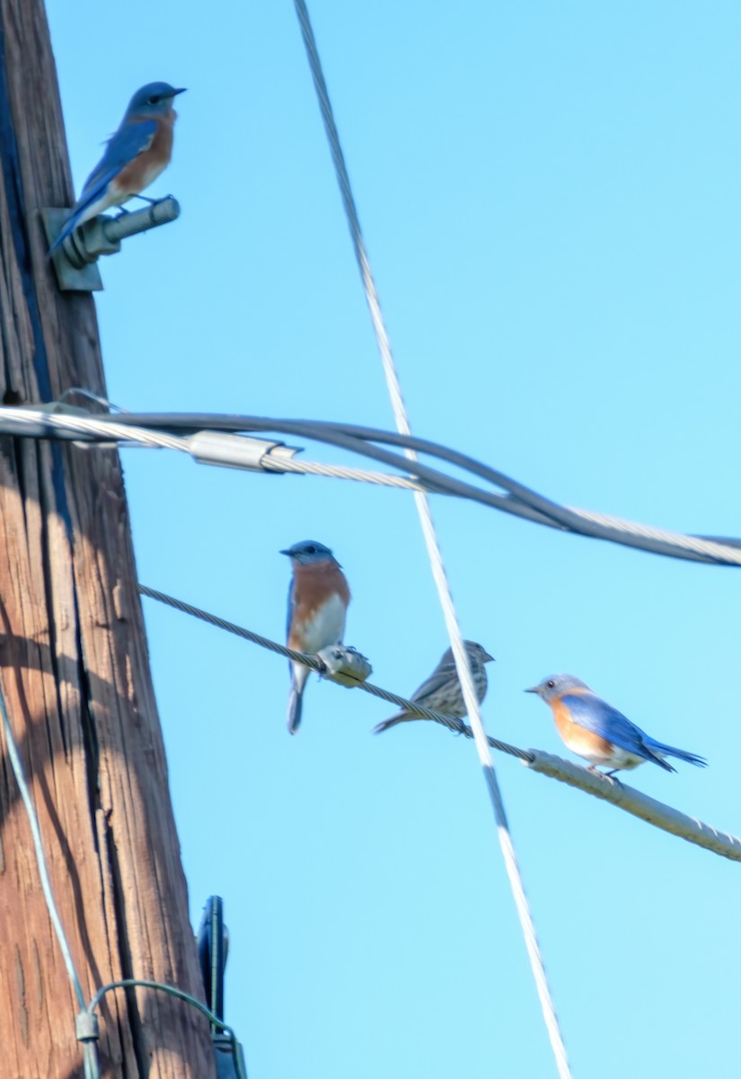 salašník modrý - ML646587868