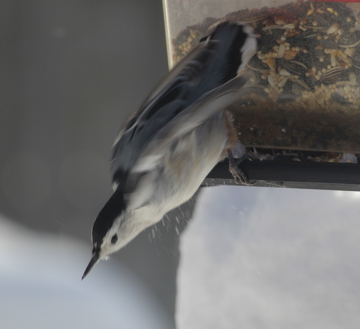 White-breasted Nuthatch - ML646587873