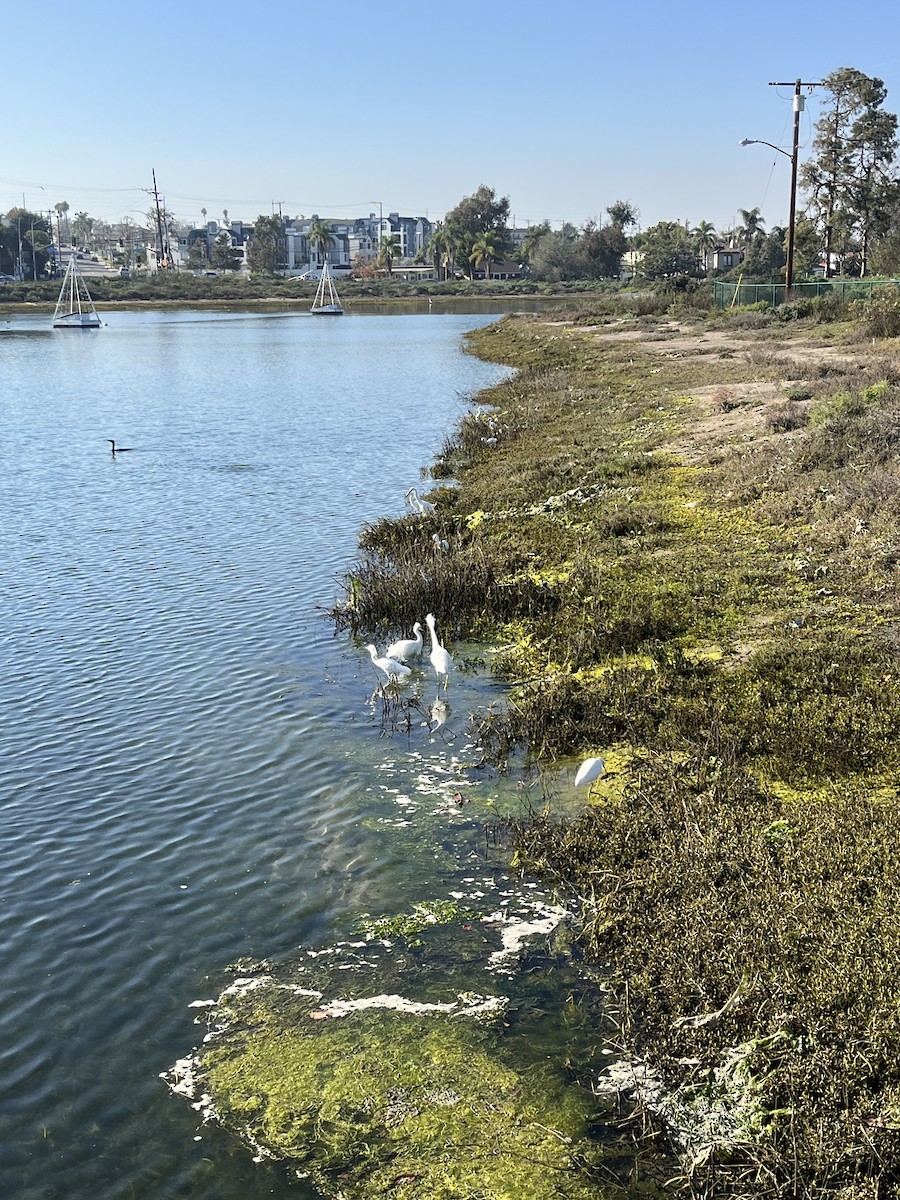 Snowy Egret - ML646587875