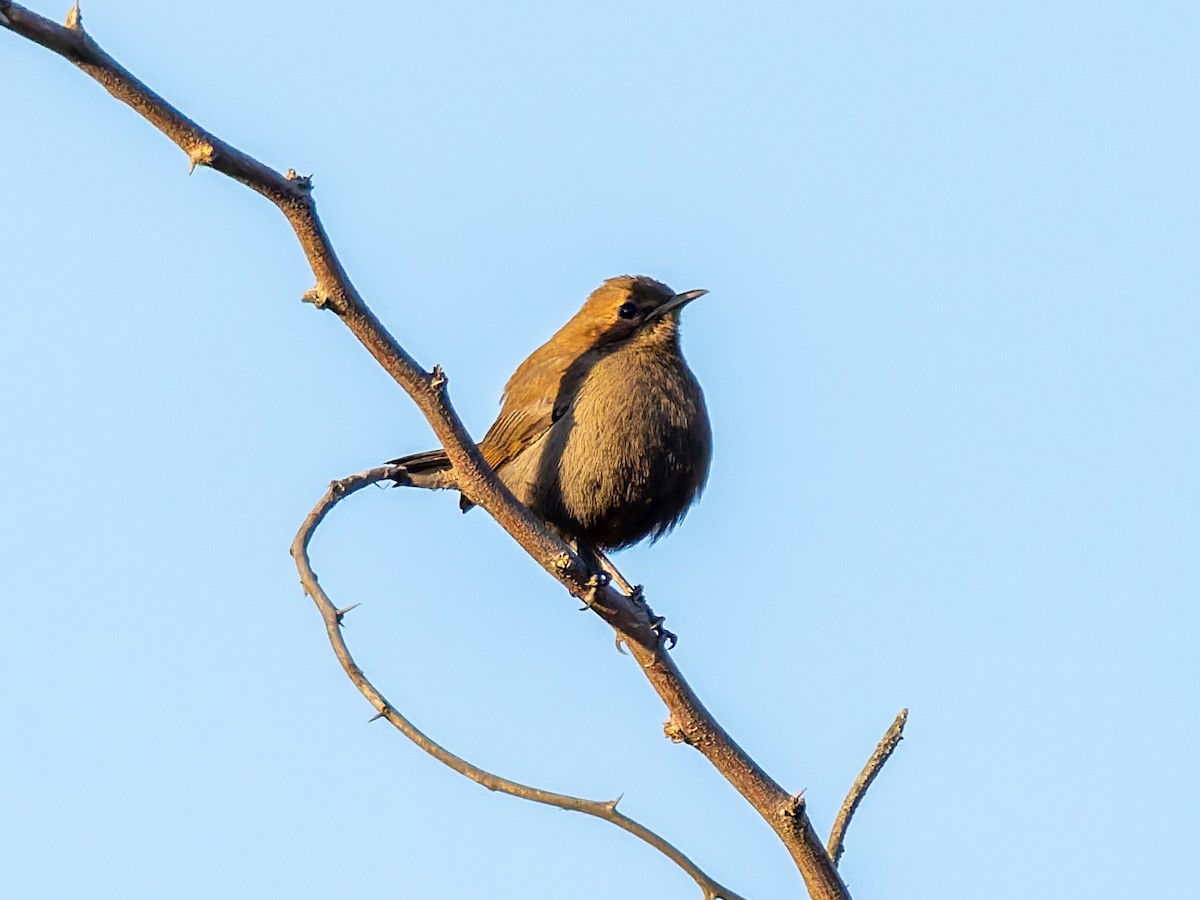 hinduskvett - ML646587876