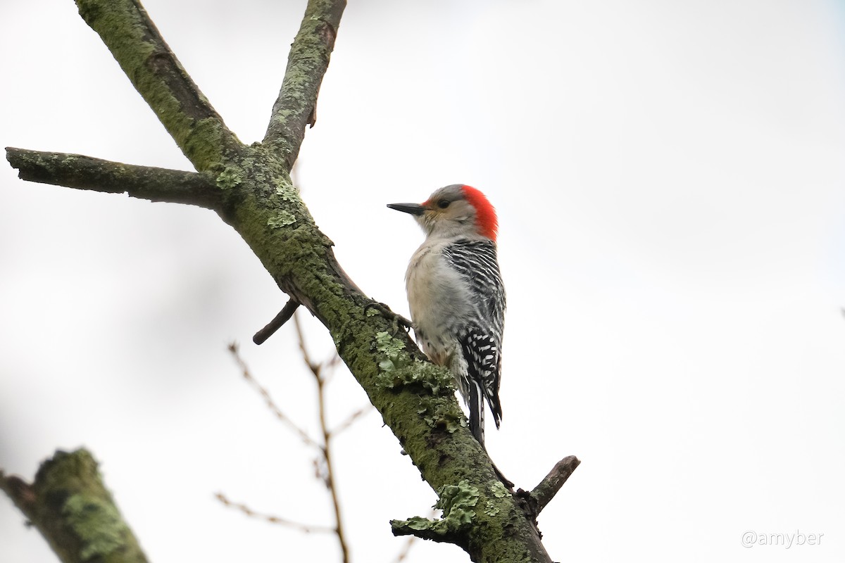 Red-bellied Woodpecker - ML646587879