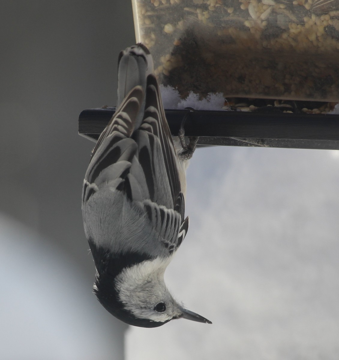 White-breasted Nuthatch - ML646587880