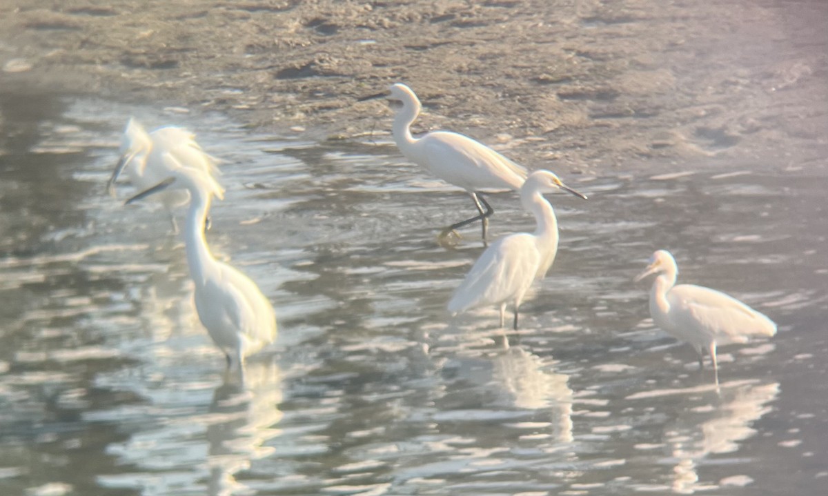 Snowy Egret - ML646587881