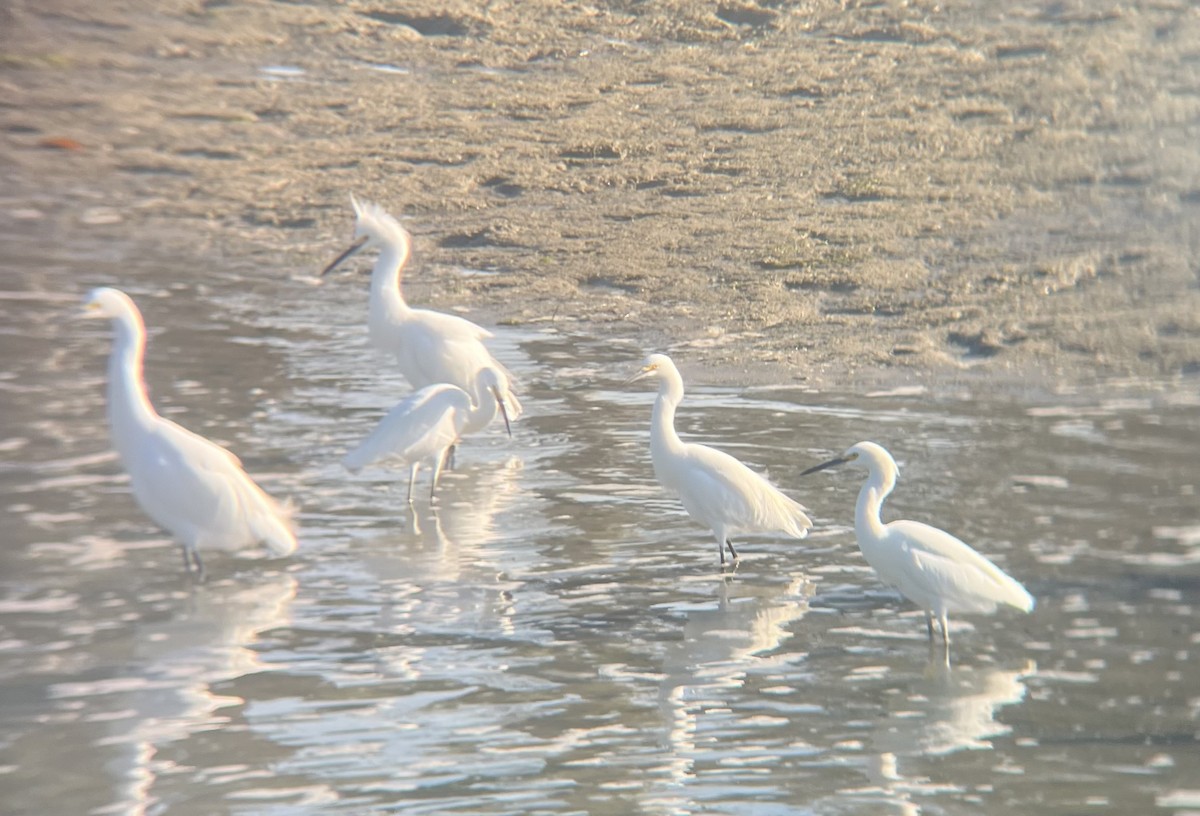 Snowy Egret - ML646587882