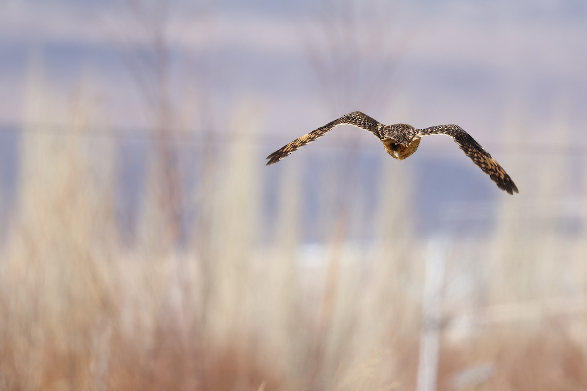 Short-eared Owl - ML646587883