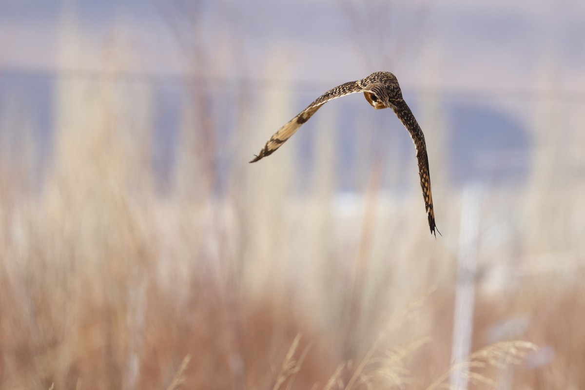 Short-eared Owl - ML646587884