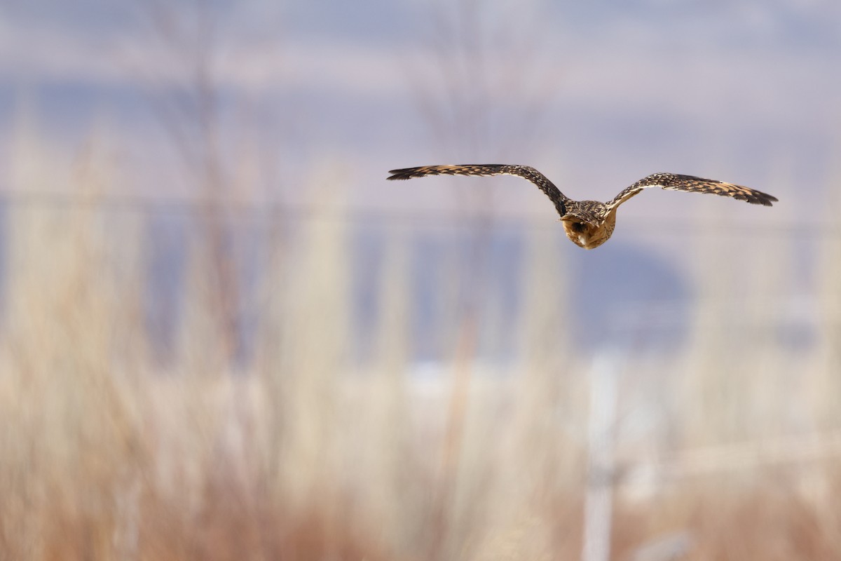 Short-eared Owl - ML646587885