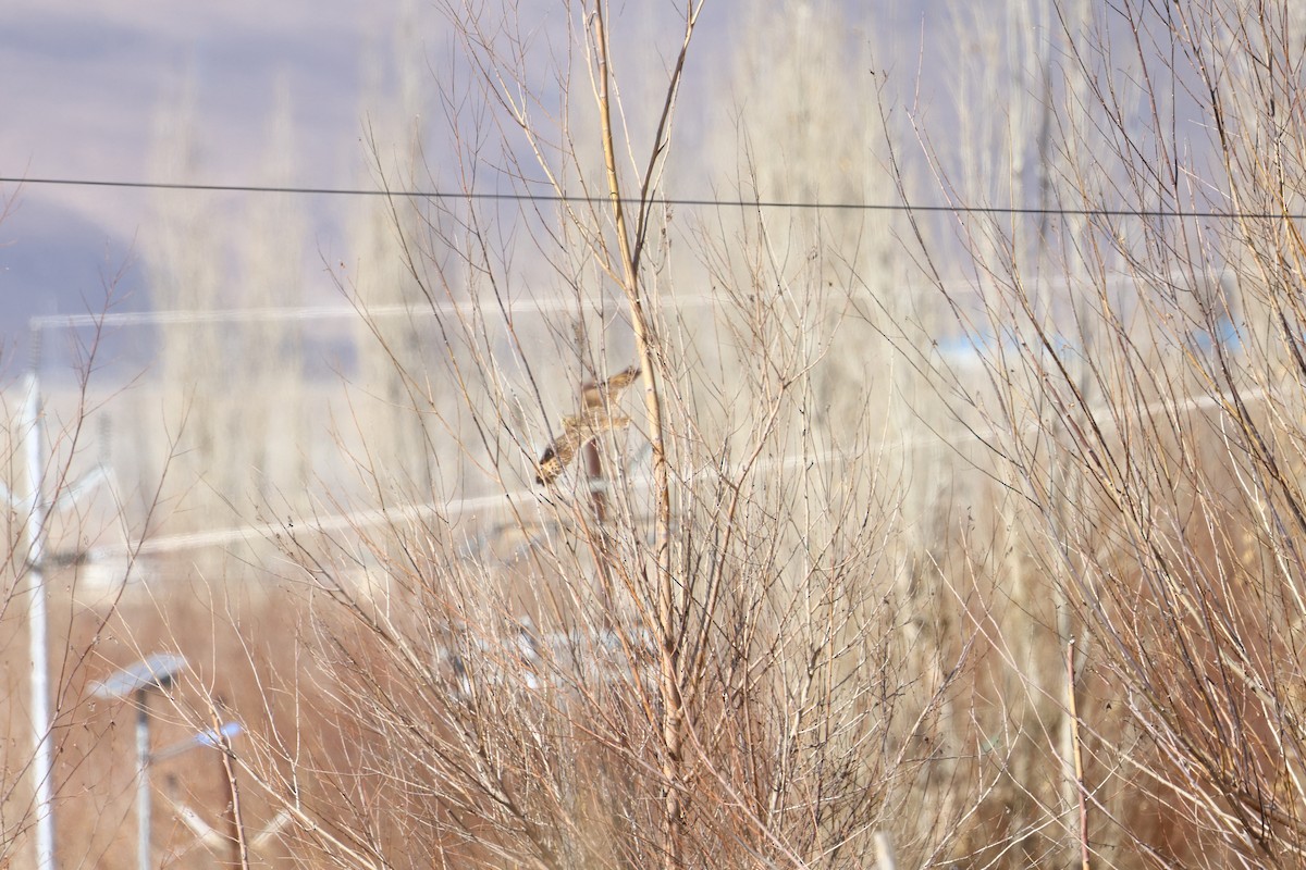 Short-eared Owl - ML646587886
