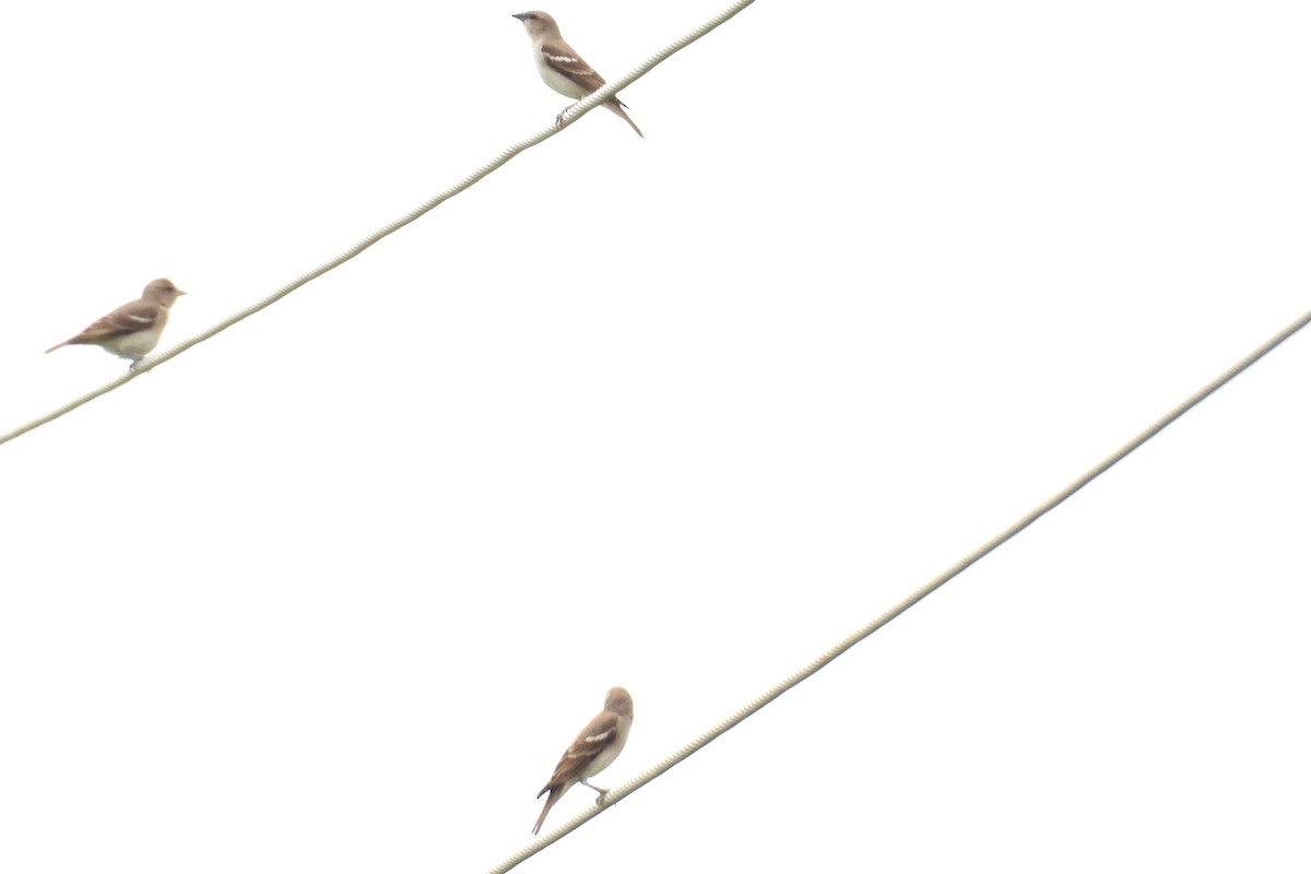 Yellow-throated Sparrow - ML646587887