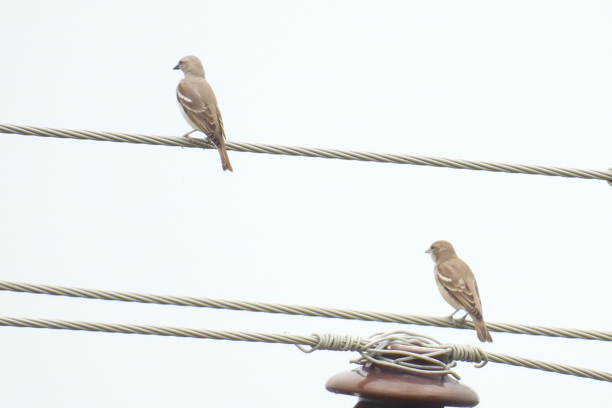 Yellow-throated Sparrow - ML646587888
