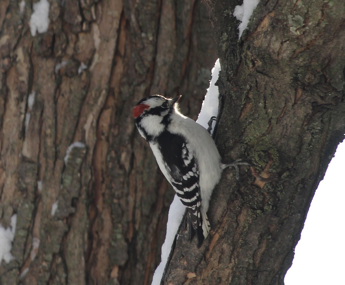 Downy Woodpecker - ML646587889
