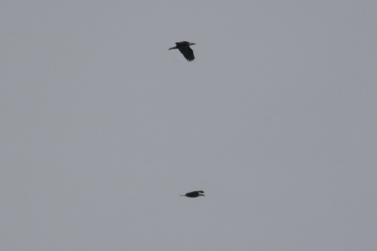 Bald Eagle - ML646587891