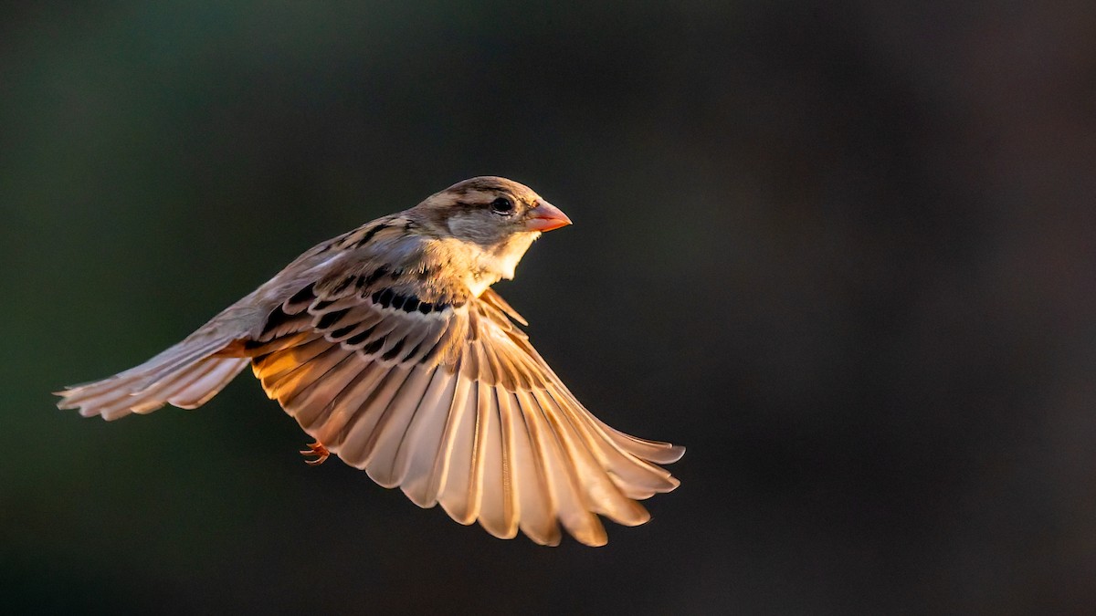 gråspurv - ML646587893