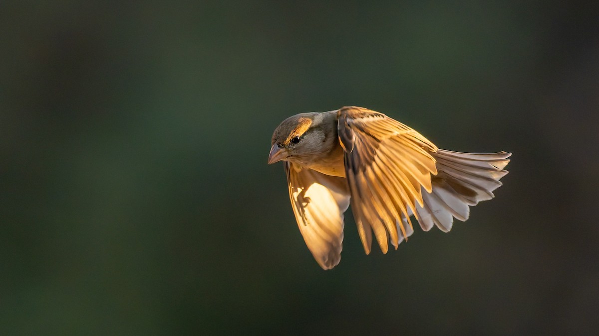 gråspurv - ML646587894