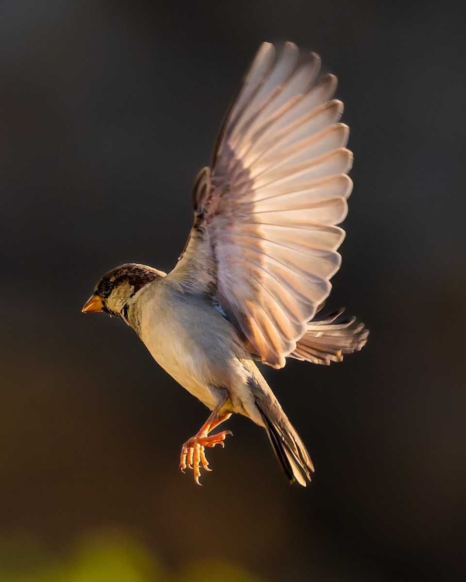 gråspurv - ML646587895