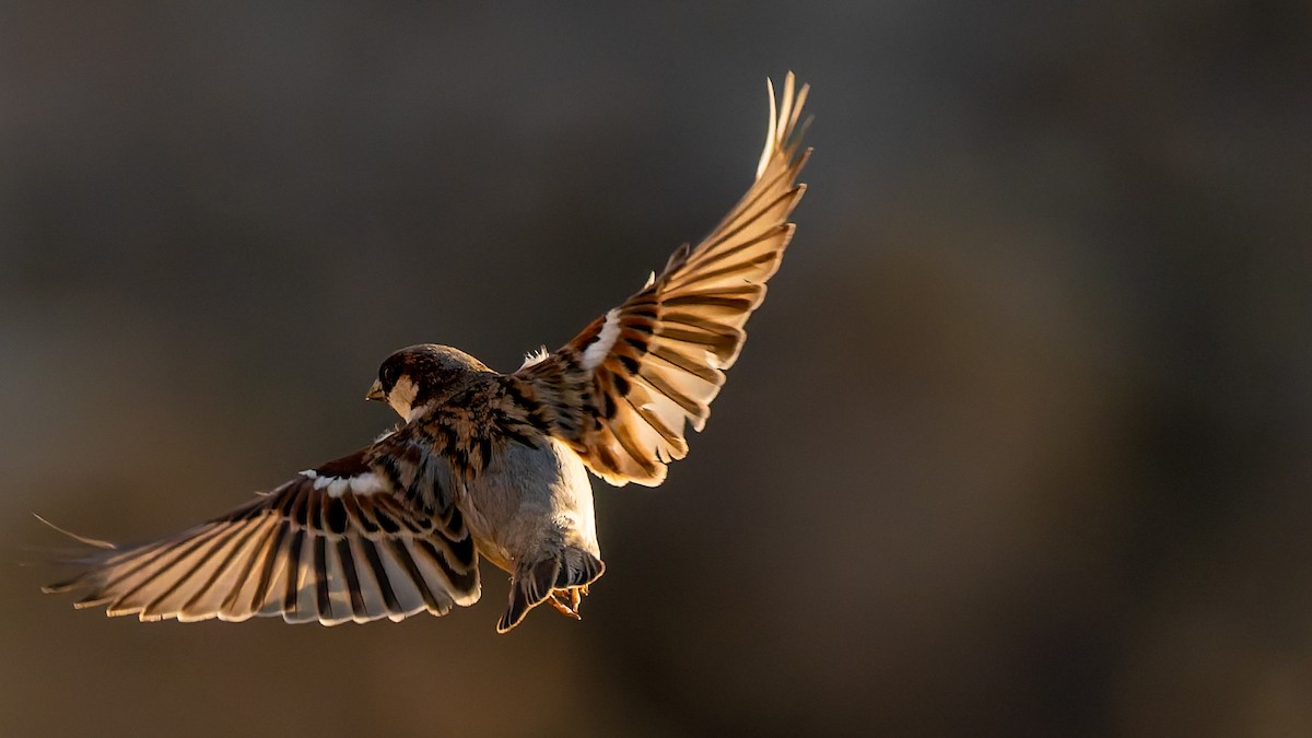 gråspurv - ML646587896