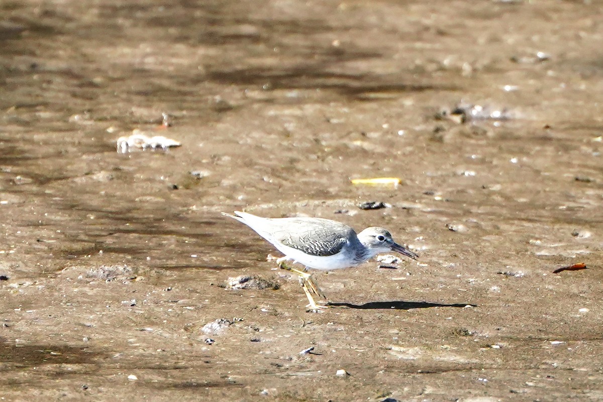 Набережник плямистий - ML646587897